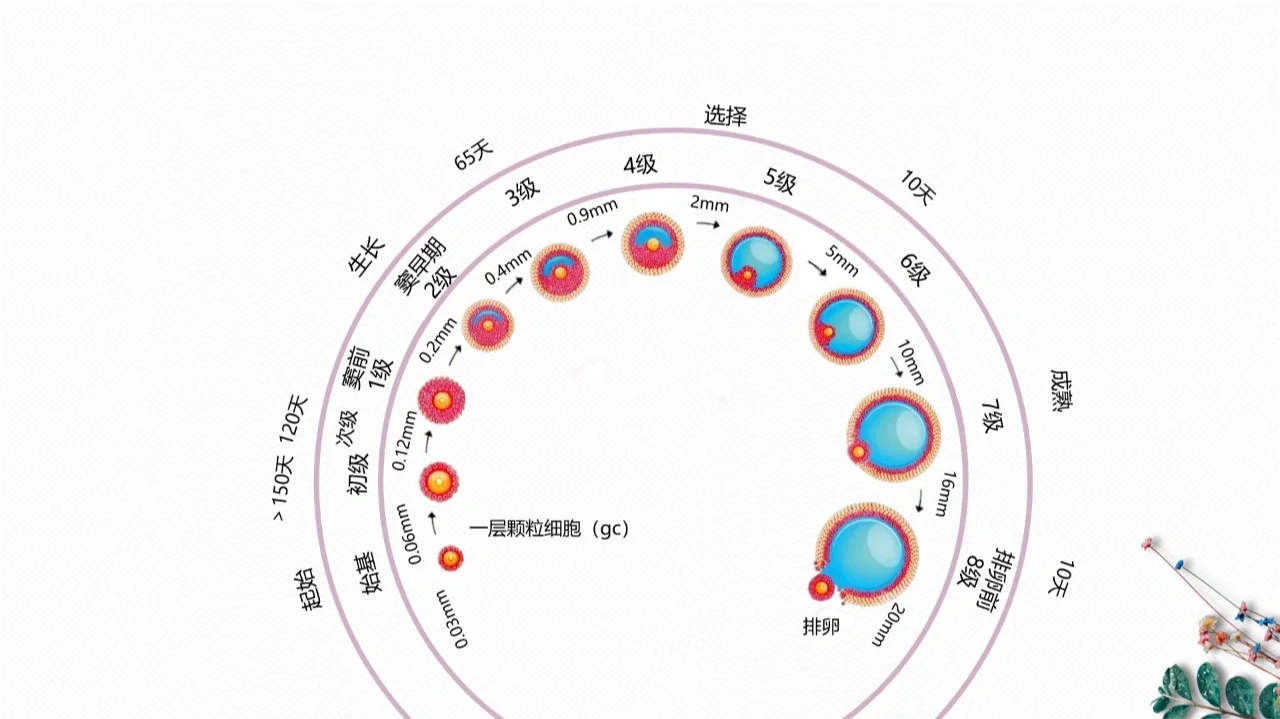 卵泡的发育,代孕公司哪家做的最好，国内哪里有供卵