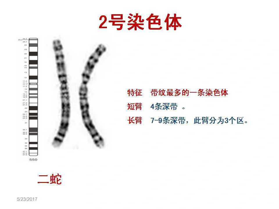 染色体学习，第三天,高鹰代孕生殖中心