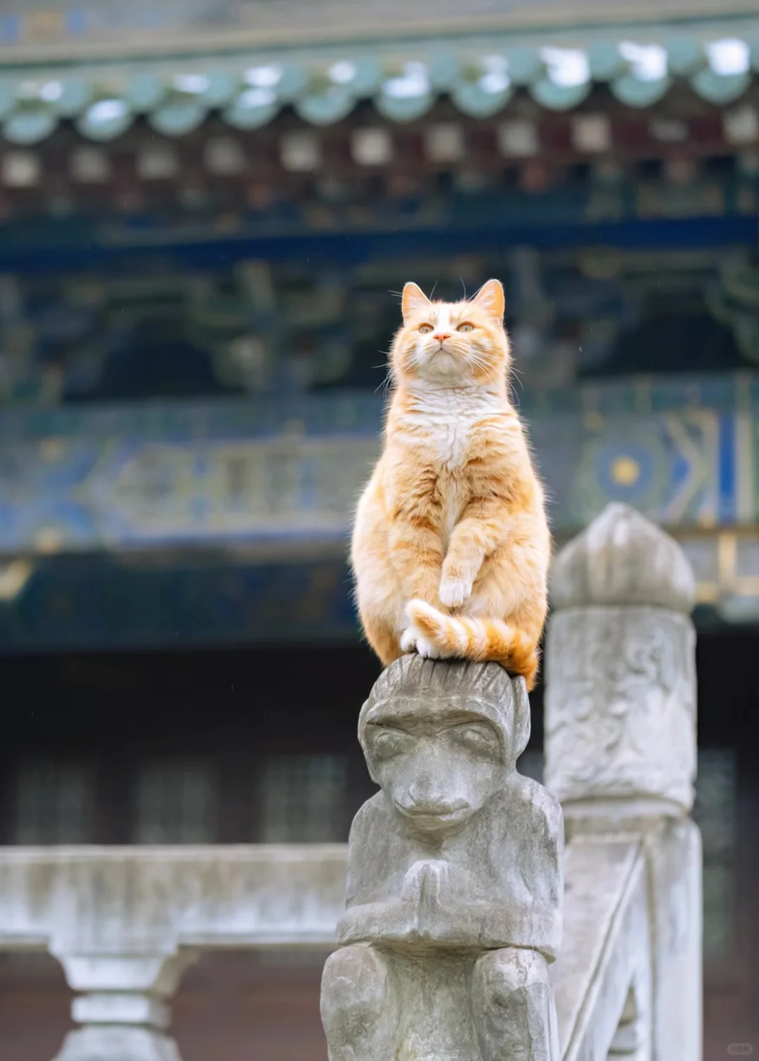 试管不完全记录（三）促排期,代孕中心哪家较好